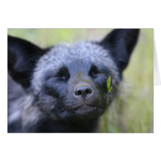 Blackjack the fox cards
