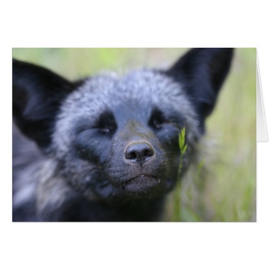 Blackjack the fox cards (Front Horizontal)