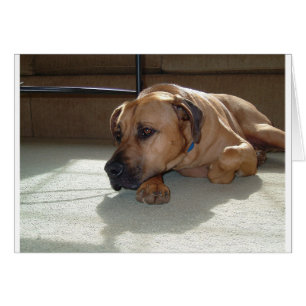 blackmouth cur laying cards