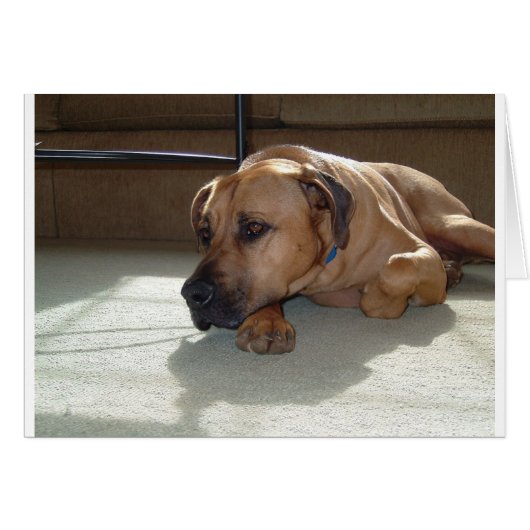 blackmouth cur laying cards (Front Horizontal)