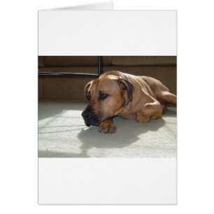 blackmouth cur laying cards