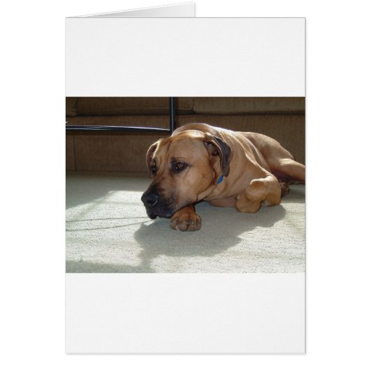 blackmouth cur laying cards (Front)