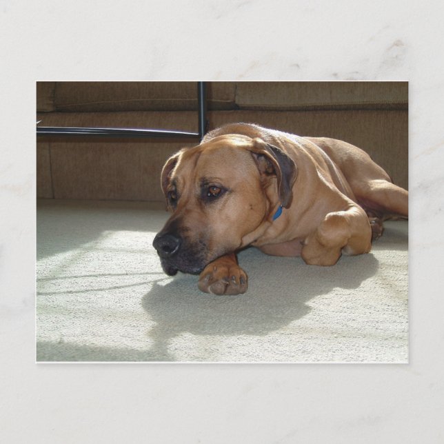 blackmouth cur laying postcard (Front)