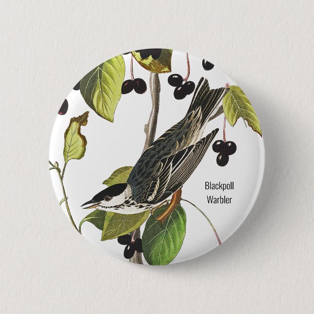 Blackpoll Warbler, Audubon, Birder Style for Wear, Button (Front)