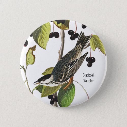 Blackpoll Warbler Audubon Birder Style for Wear Button