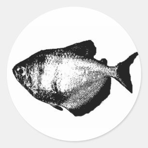 Blackskirt Tetra Classic Round Sticker