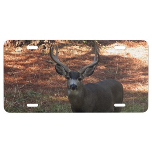 Blacktail Buck Front License Plate