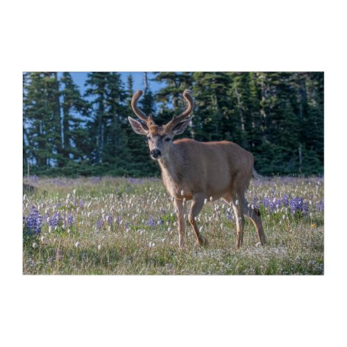 Blacktail Deer Buck  Olympic National Park Acrylic Print