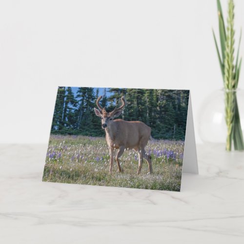 Blacktail Deer Buck  Olympic National Park Card