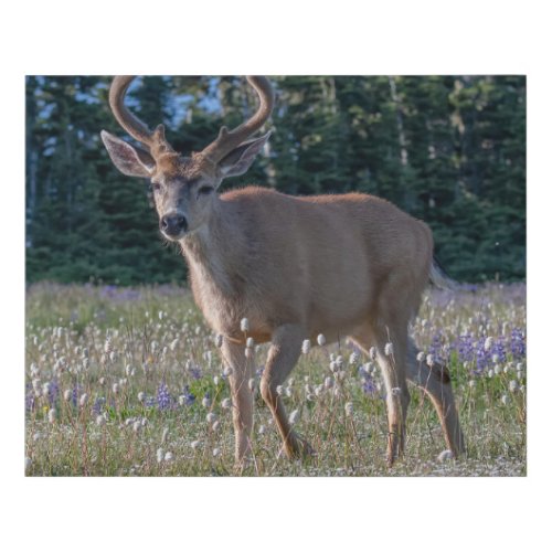 Blacktail Deer Buck  Olympic National Park Faux Canvas Print