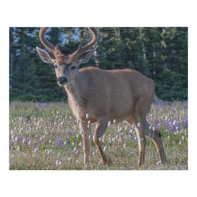Blacktail Deer Buck | Olympic National Park Faux Canvas Print (Front)