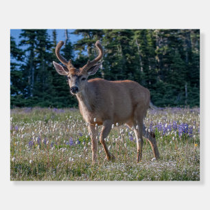Blacktail Deer Buck Olympic National Park Foam Board