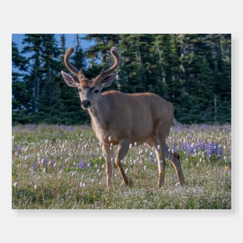 Blacktail Deer Buck  Olympic National Park Foam Board