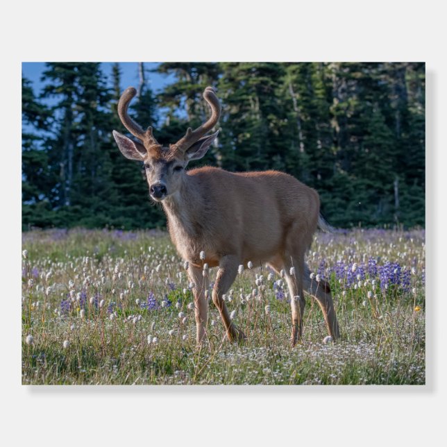 Blacktail Deer Buck | Olympic National Park Foam Board (Front)