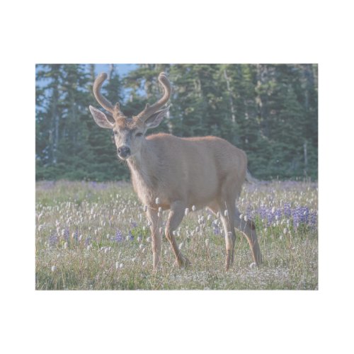 Blacktail Deer Buck  Olympic National Park Gallery Wrap