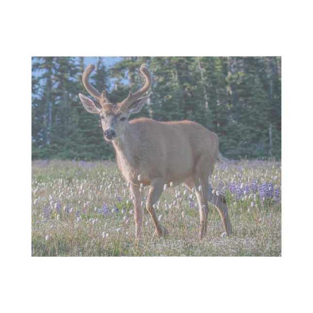 Blacktail Deer Buck | Olympic National Park Gallery Wrap (Front)