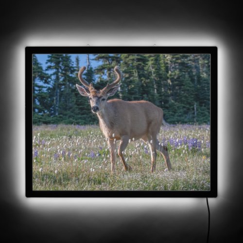 Blacktail Deer Buck  Olympic National Park LED Sign