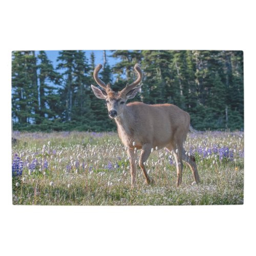 Blacktail Deer Buck  Olympic National Park Metal Print