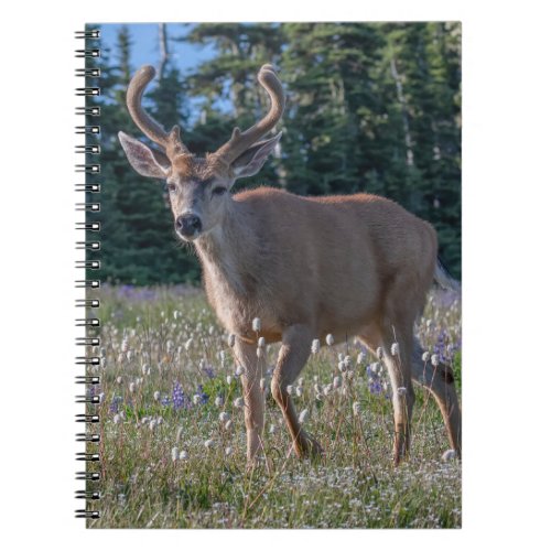 Blacktail Deer Buck  Olympic National Park Notebook