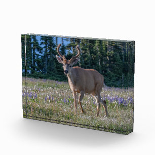 Blacktail Deer Buck   Olympic National Park Photo Block