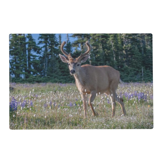 Blacktail Deer Buck | Olympic National Park Placemat (Front)