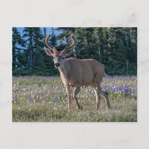 Blacktail Deer Buck  Olympic National Park Postcard
