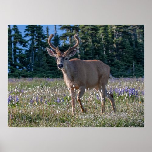 Blacktail Deer Buck  Olympic National Park Poster