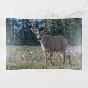 Blacktail Deer Buck Olympic National Park Trinket Tray