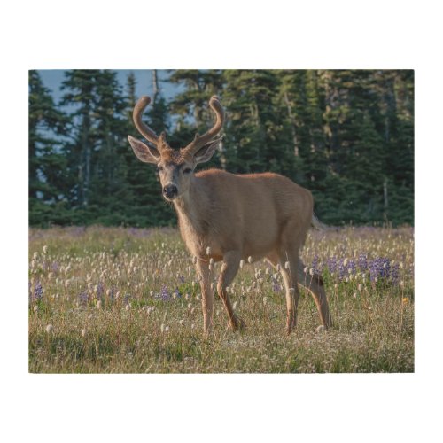 Blacktail Deer Buck  Olympic National Park Wood Wall Art