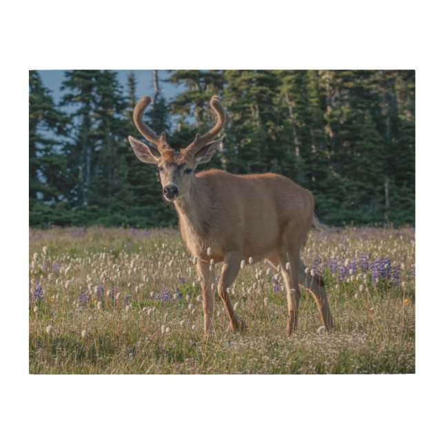 Blacktail Deer Buck | Olympic National Park Wood Wall Art (Front)