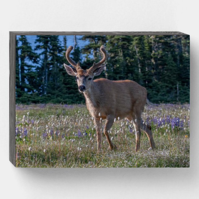 Blacktail Deer Buck | Olympic National Park Wooden Box Sign (Front Horizontal)