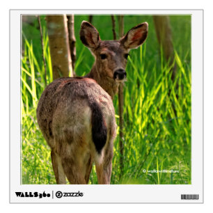 Blacktail Deer in the Forest Looks Back Wall Decal