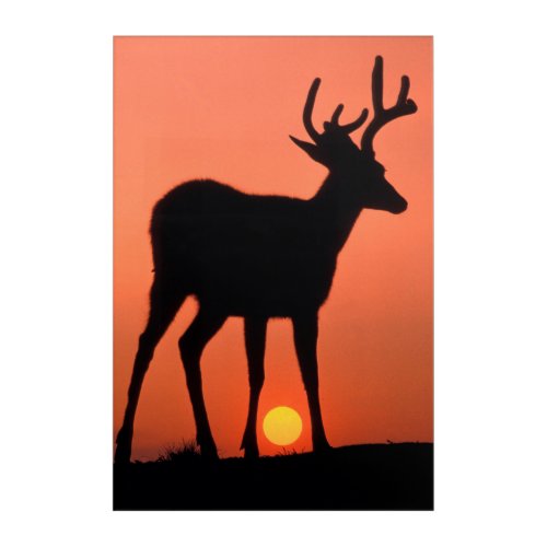 Blacktail or Mule Deer  Olympic National Park Acrylic Print