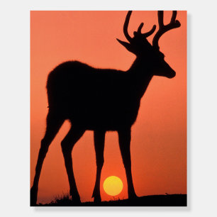 Blacktail or Mule Deer   Olympic National Park Foam Board