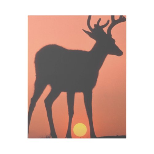 Blacktail or Mule Deer  Olympic National Park Gallery Wrap