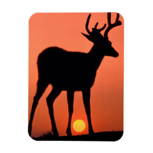 Blacktail or Mule Deer Olympic National Park Magnet