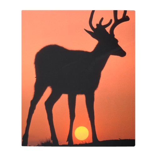 Blacktail or Mule Deer  Olympic National Park Metal Print