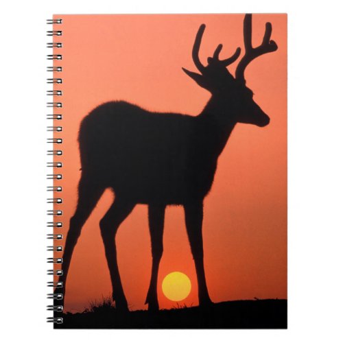 Blacktail or Mule Deer  Olympic National Park Notebook