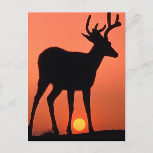 Blacktail or Mule Deer  Olympic National Park Postcard
