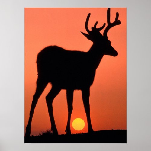 Blacktail or Mule Deer  Olympic National Park Poster