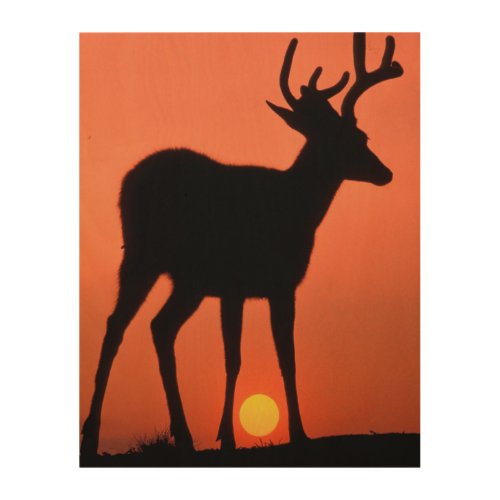 Blacktail or Mule Deer  Olympic National Park Wood Wall Art