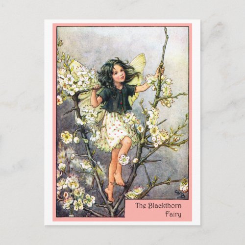 Blackthorn Fairy Postcard