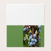 Blackthorn fruit (Outside Unfolded)