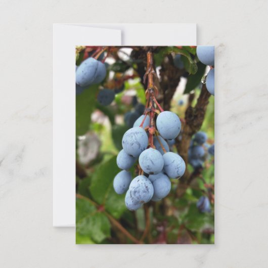 Blackthorn fruit (Front)