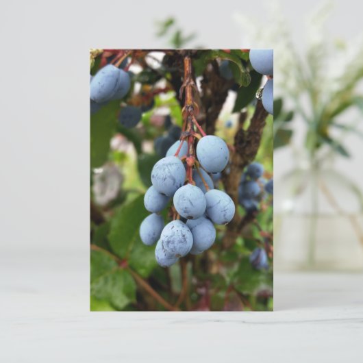 Blackthorn fruit (Standing Front)