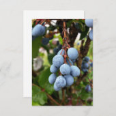 Blackthorn fruit (Front/Back)