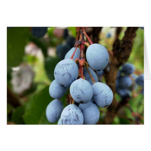 Blackthorn fruit cards (Front Horizontal)