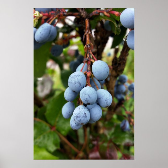 Blackthorn fruit poster (Front)