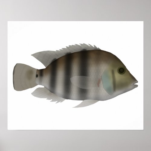 Blackthroat cichlid poster