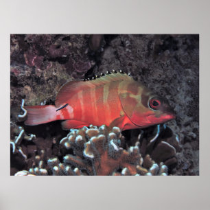 Blacktip Grouper Poster